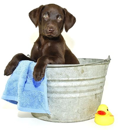 A kutyusok tisztítása, ápolása (II. rész)